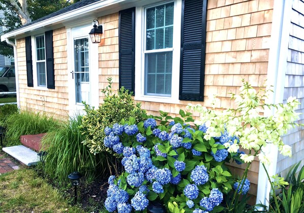 Uma casa com varanda, janela com persianas pretas e jardim com flores de hortênsia azuis.