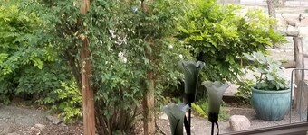 Sjarmerende tre rom casita i hjertet av Los Ranchos de ABQ - kjæledyr velkommen