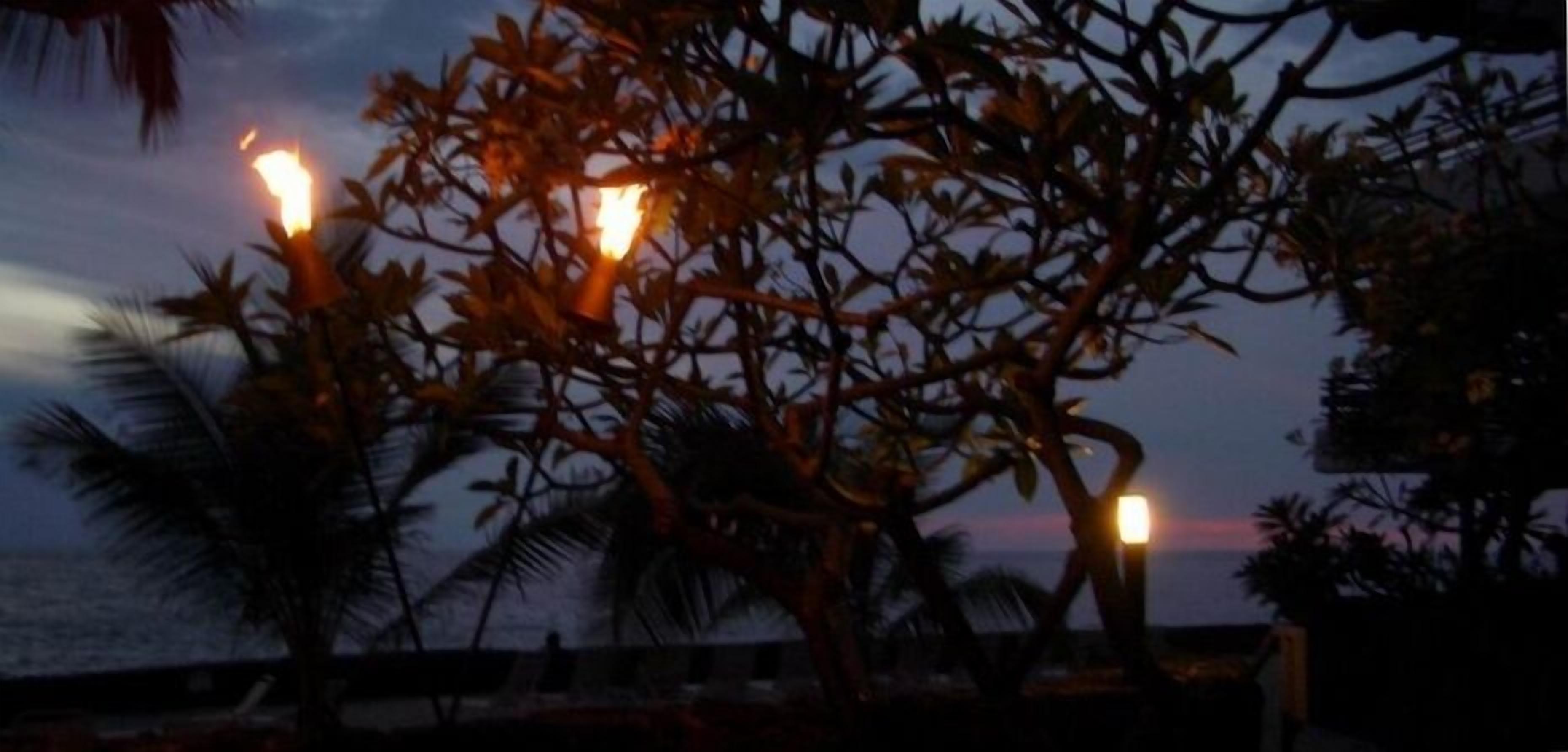 A tree with lights at dusk, palm trees, and a view of the ocean.