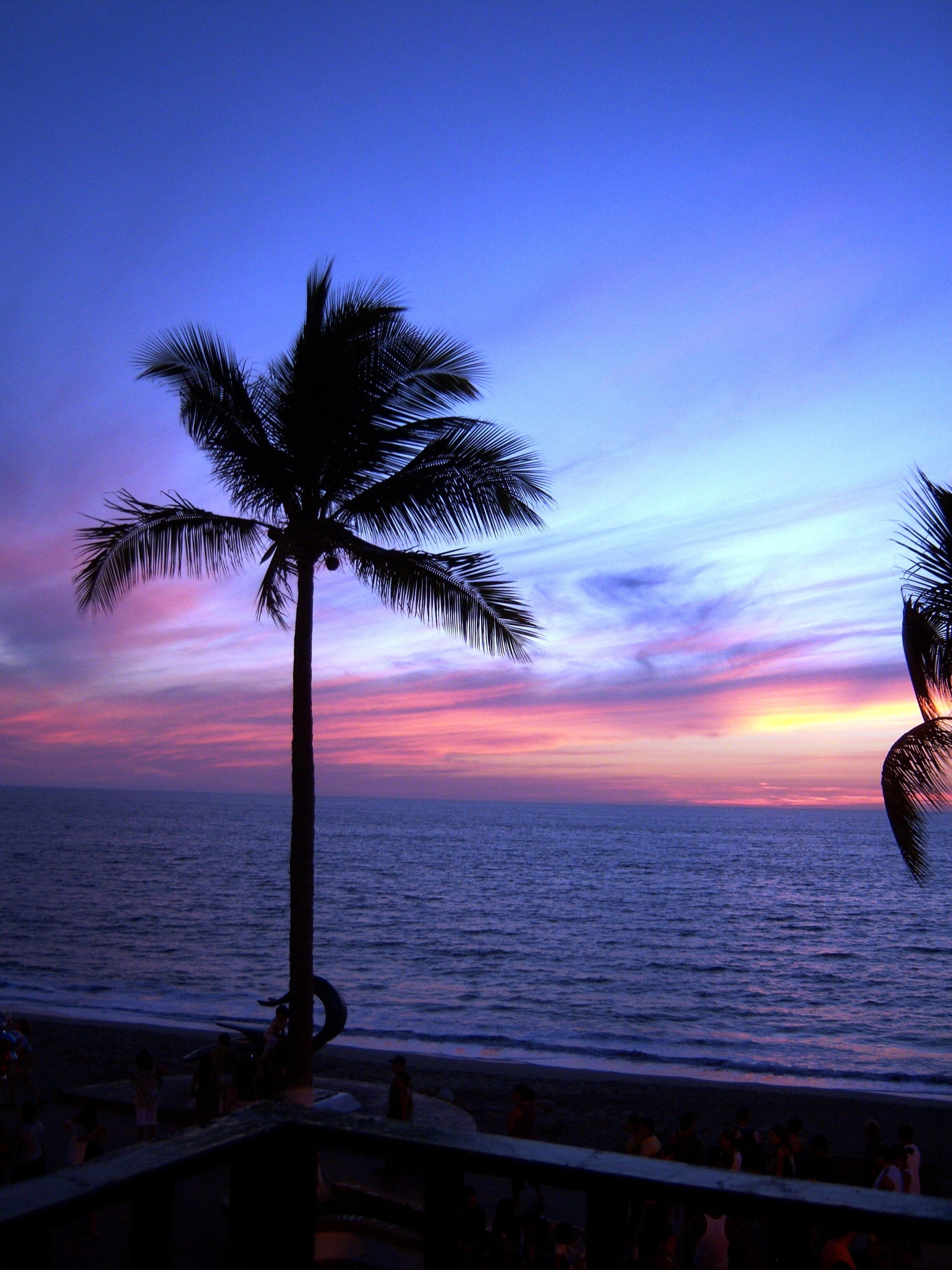 A beach scene with palm trees and a sunset over the ocean.