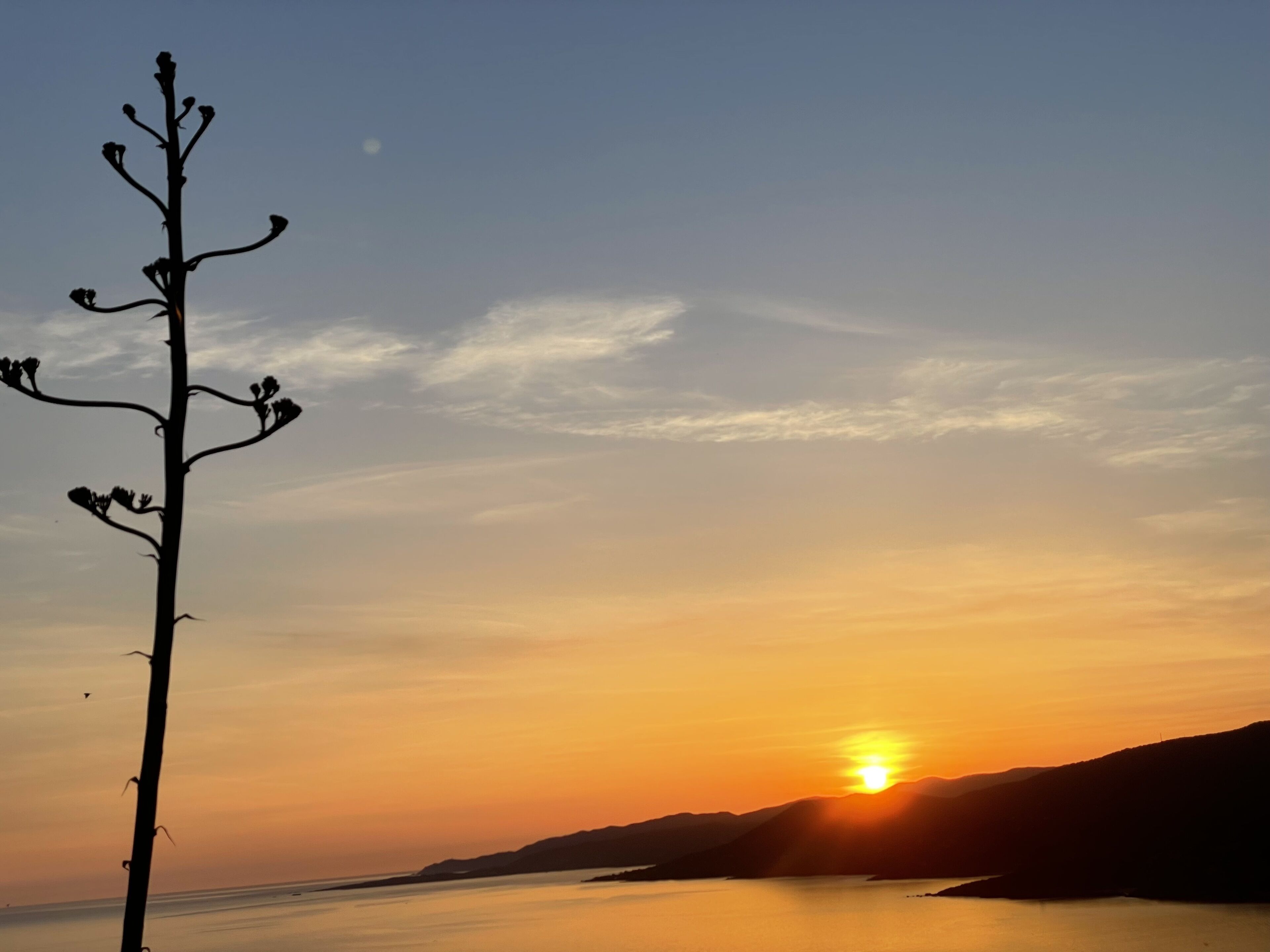 A silhouette of a tree against a sunset over a calm body of water with distant hills.