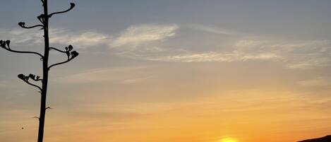 A silhouette of a tree against a sunset over a calm body of water with distant hills.