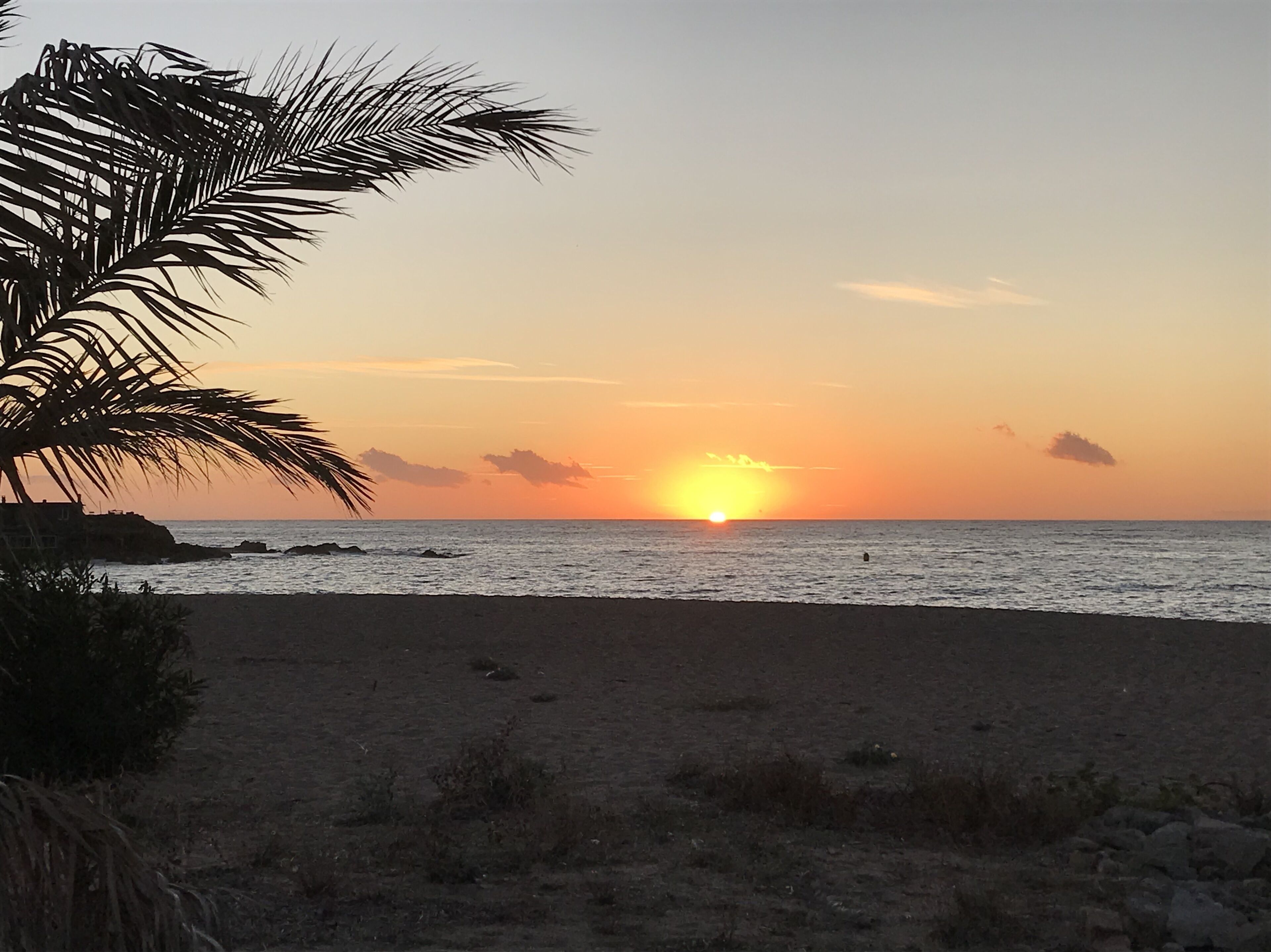 Platja al capvespre amb una palmera i línia de costa rocosa.