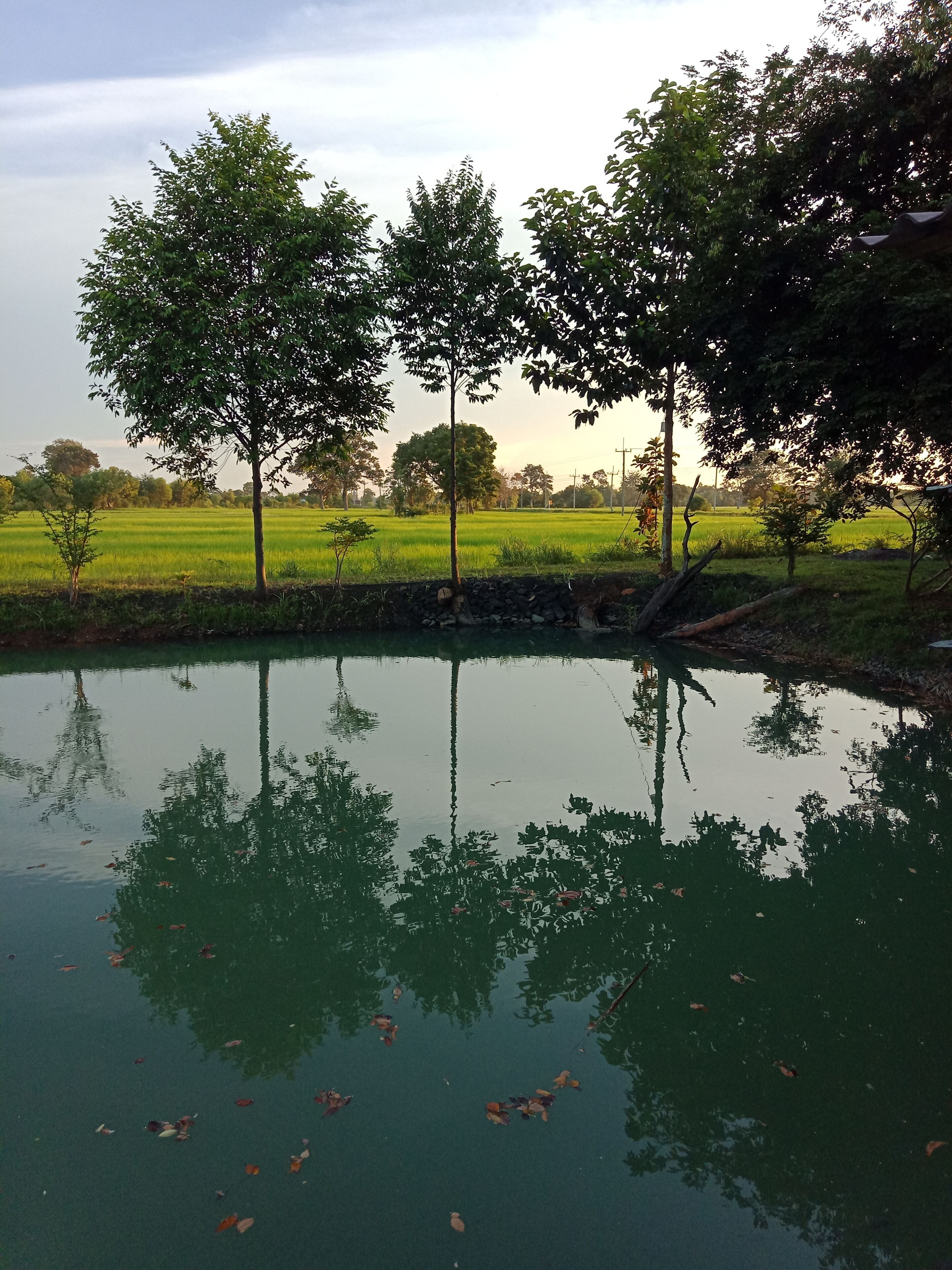 A tranquil pond surrounded by trees and a green field.