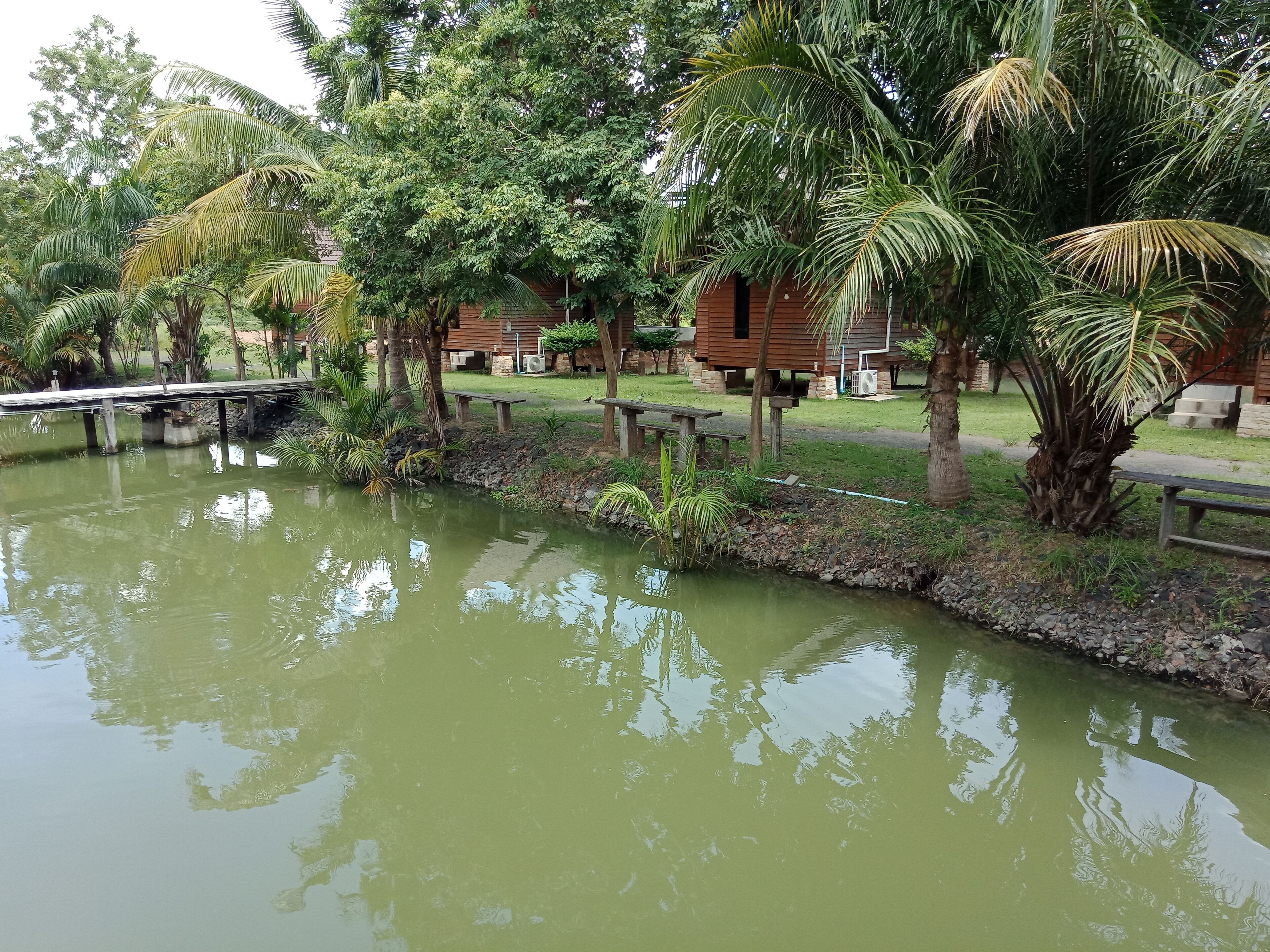 A calm pond with reflections of trees and a wooden bridge.