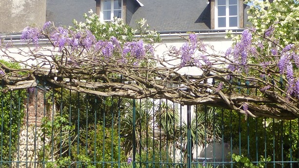 A wrought iron trellis with purple flowers, a stone wall, and a building with windows in the background. - La Petite Vigne (Amboise)