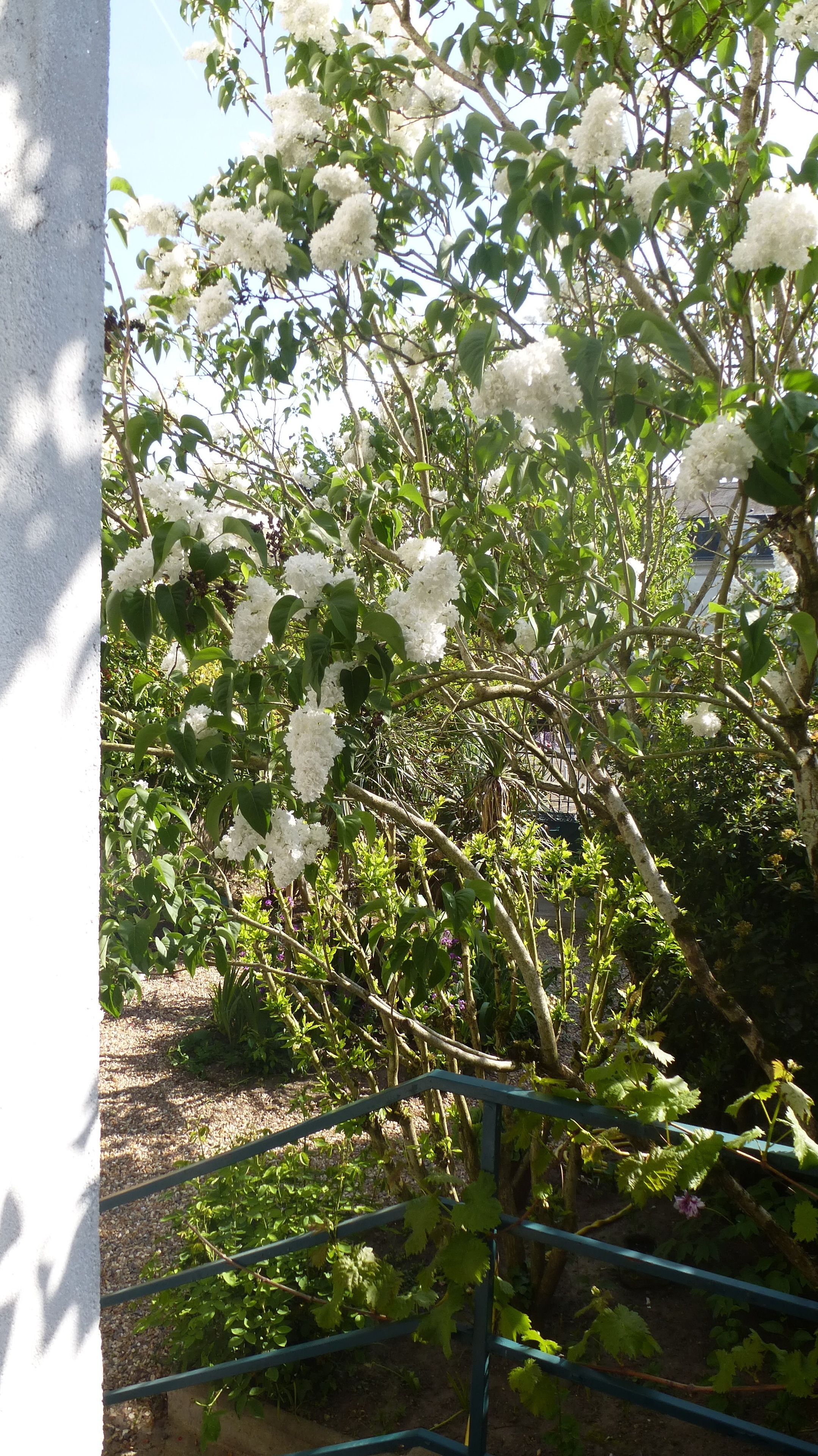 A garden with white flowering trees and a metal fence.