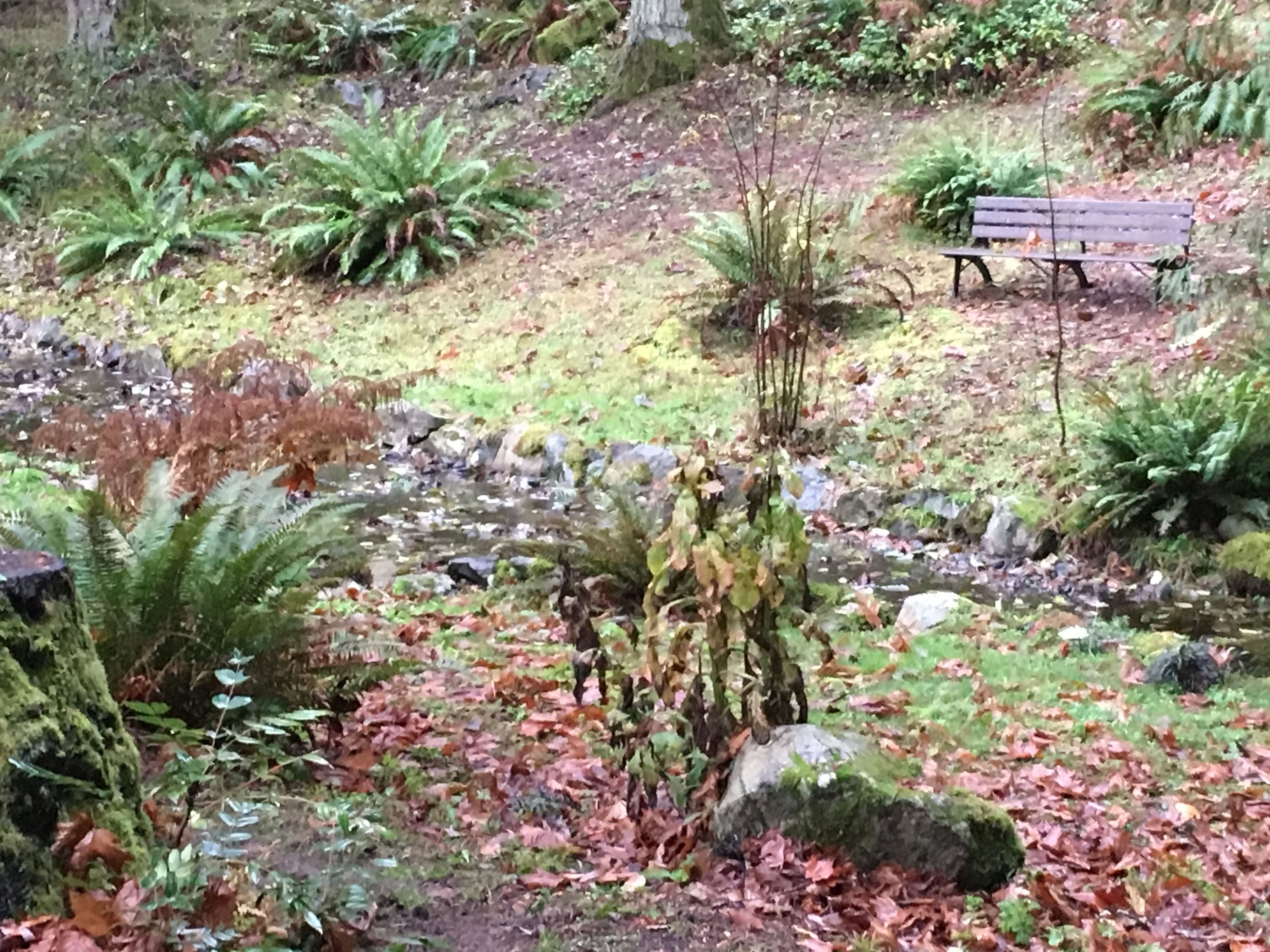 Un jardín con un pequeño estanque, rocas y diversas plantas.