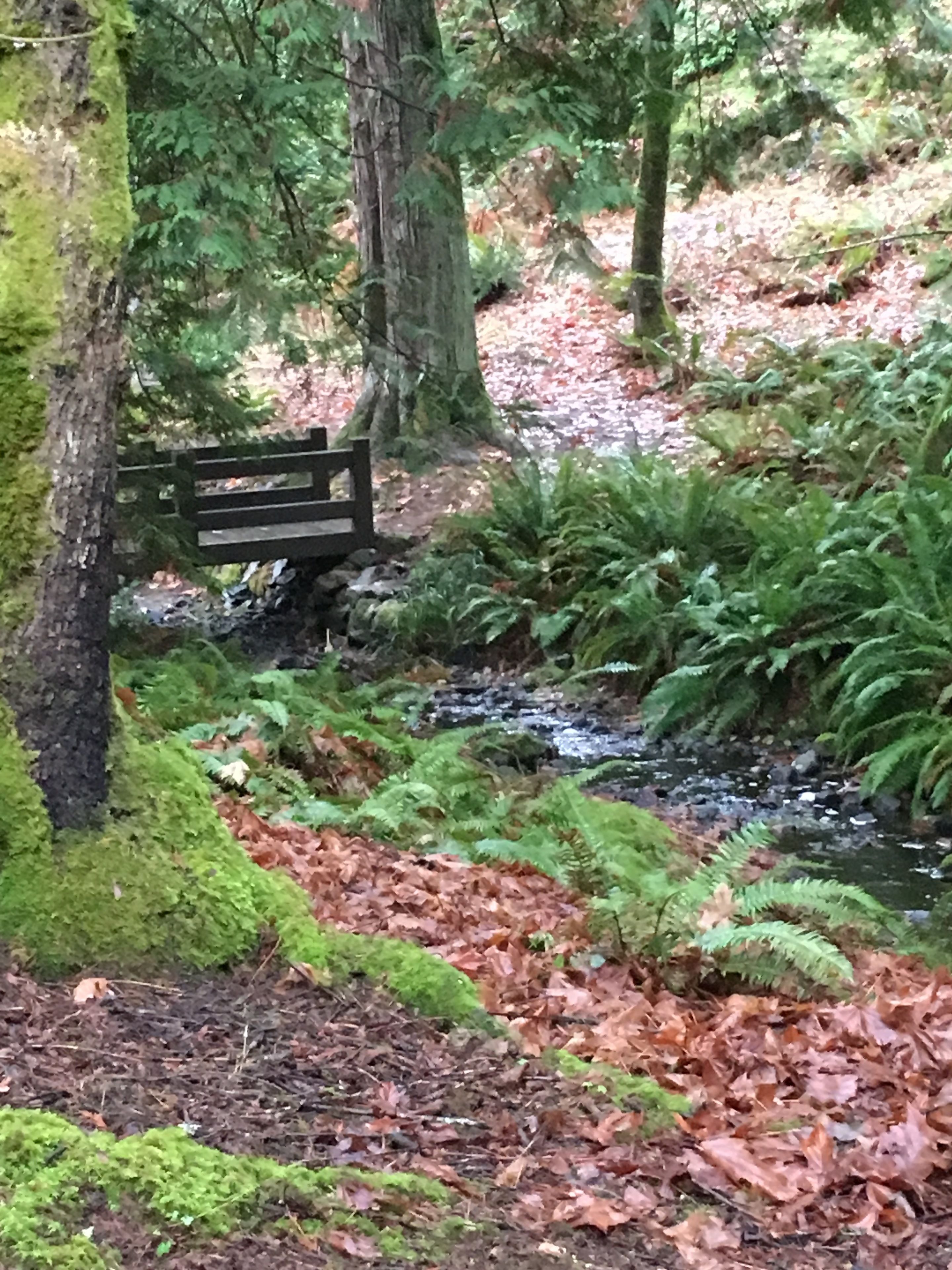 Une zone boisée avec un banc en bois et un petit ruisseau.