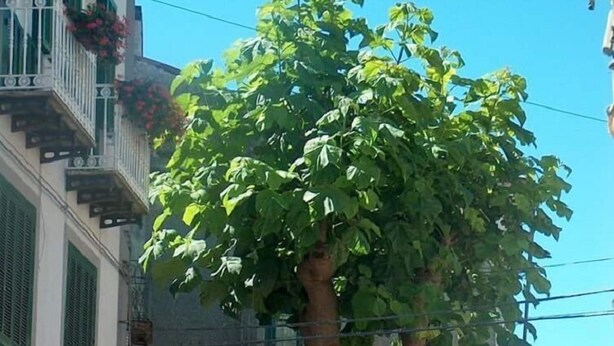 Ein Baum mit weitläufiger Krone vor einem Gebäude mit grüner Tür und einem Balkon mit Blumen.