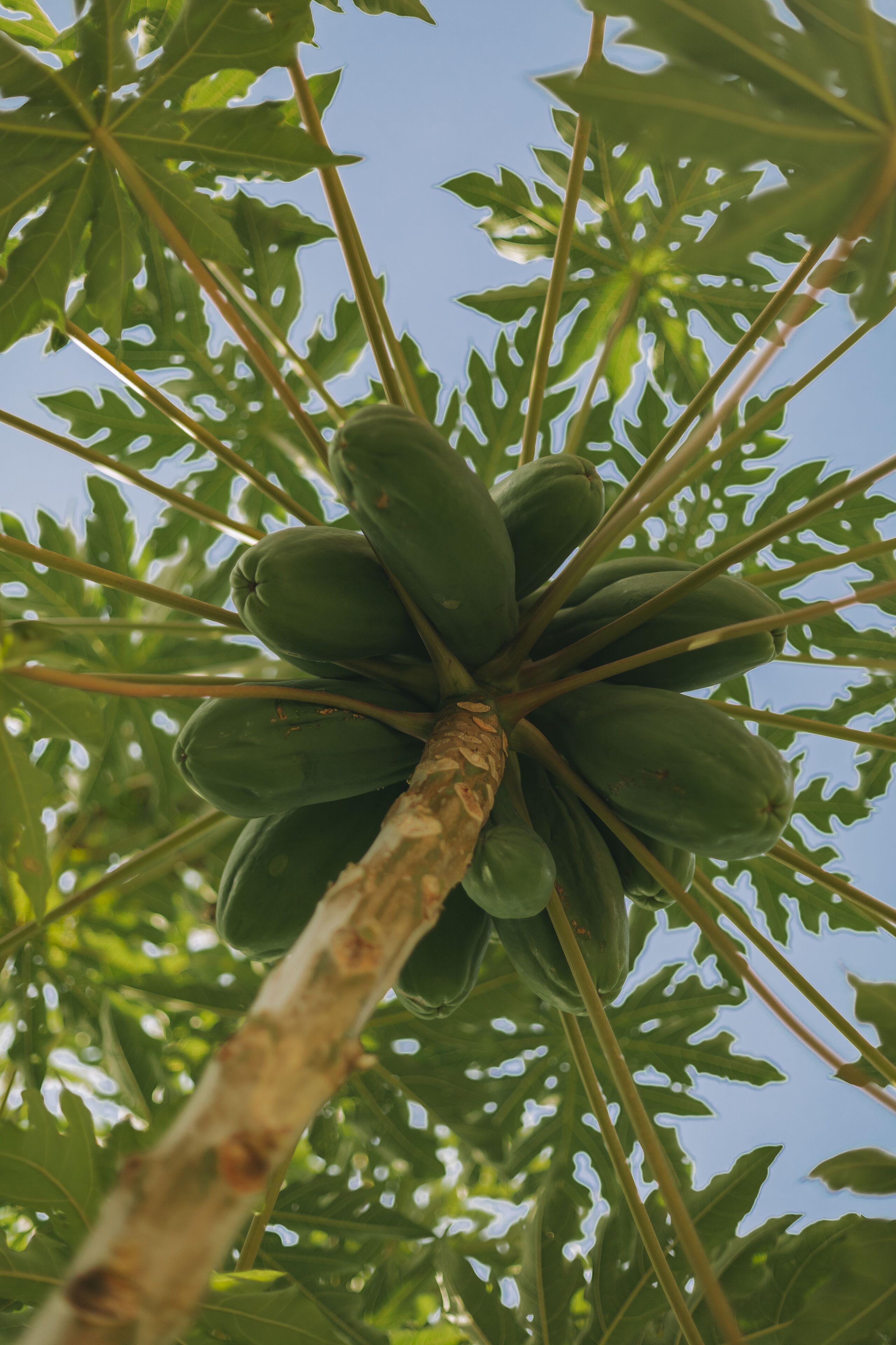 A close-up of a papaya tree with green fruits and a clear blue sky in the background.