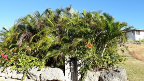 Een tuin met palmbomen en bloeiende planten, een stenen muur en een huis op de achtergrond.