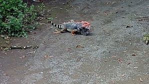 Un lézard sur une surface accidentée et rocailleuse, où la végétation est clairsemée.