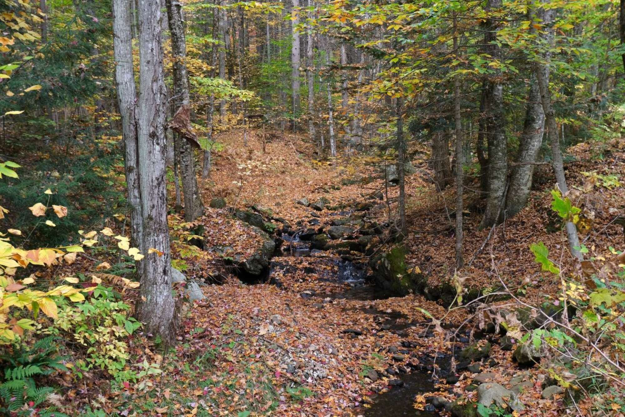 A forested area with a stream, trees, and fallen leaves.