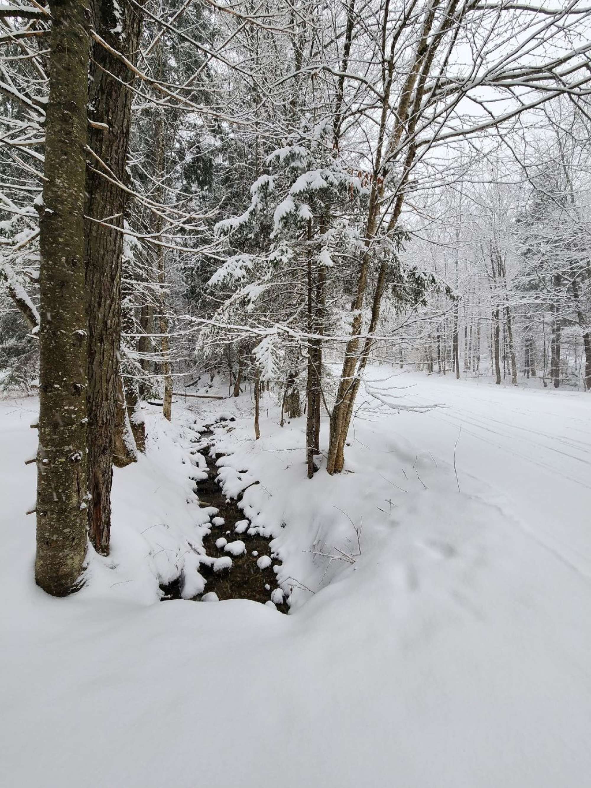 Un bosque nevado con árboles y un arroyo.