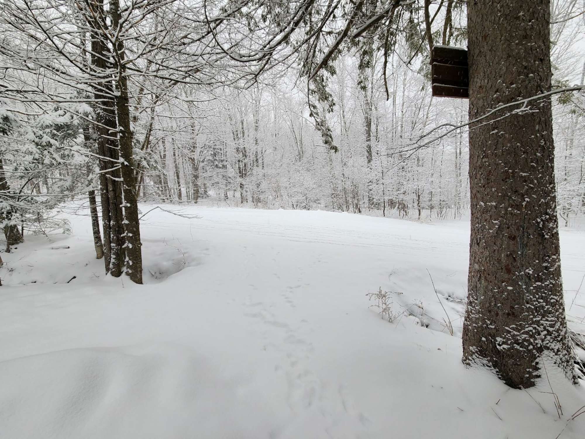 A snowy forest scene with a clear path, trees, and a wooden sign.