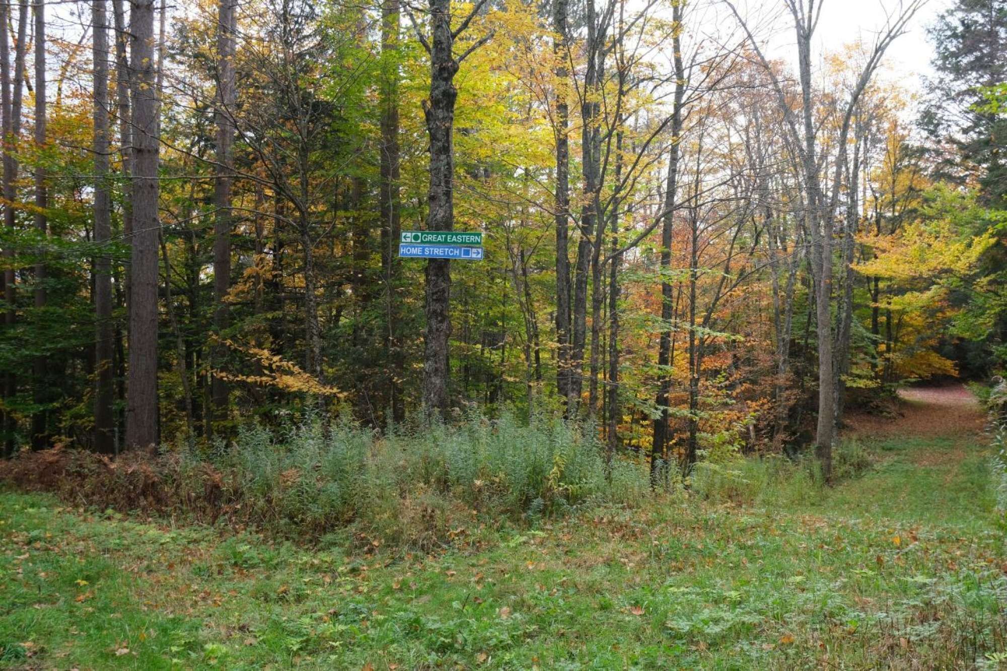A forested area with a sign for 'GREAT EASTERN HOME STREET.'