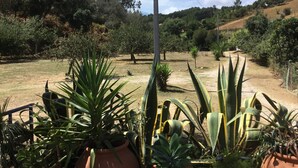 A garden with various potted plants and a dirt path.