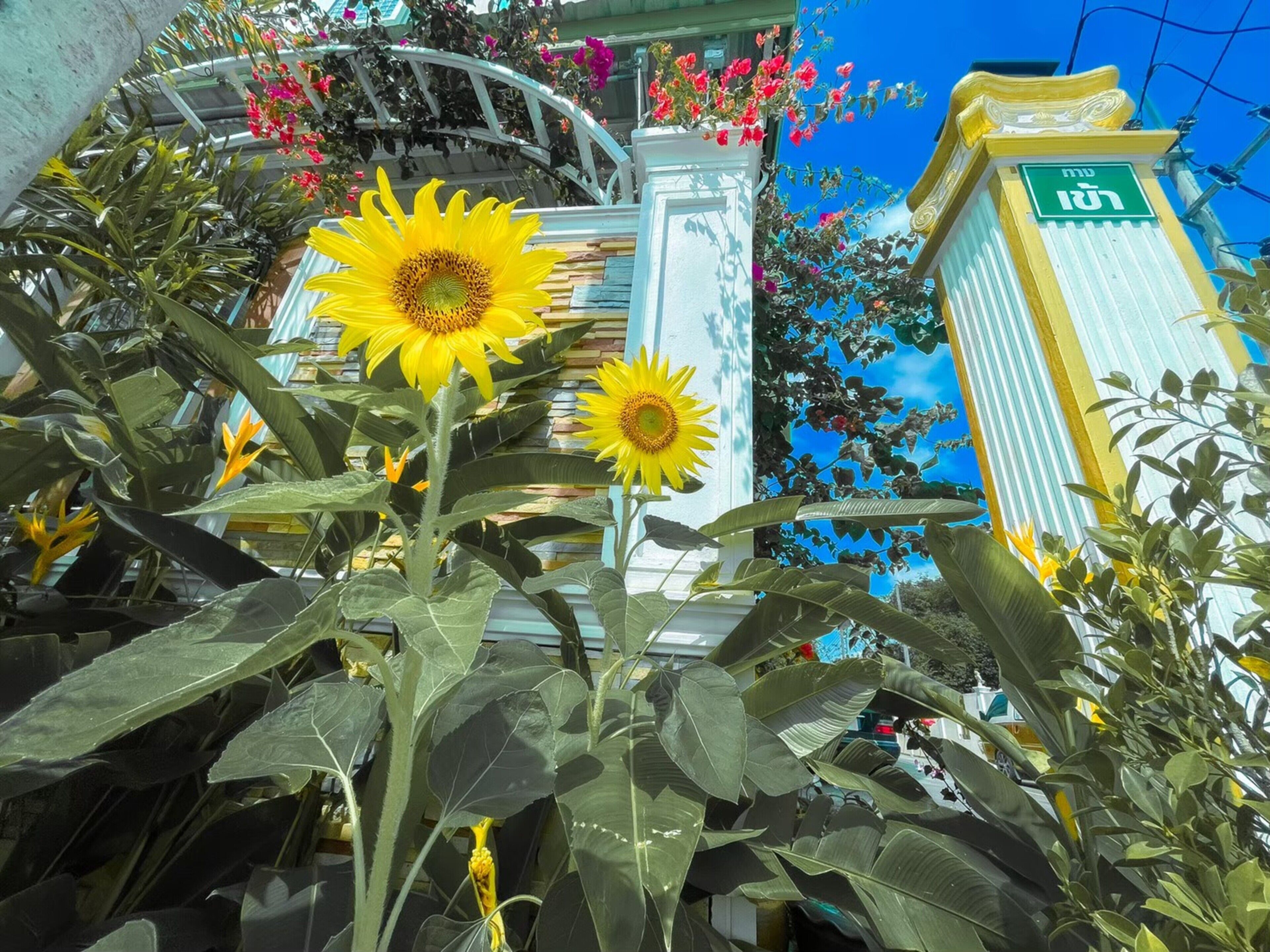 A building with a large sunflower in the foreground and a sign with Thai characters in the background.