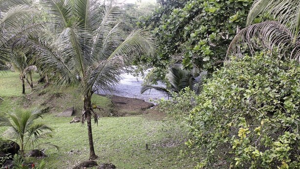 Un jardín exuberante con palmeras, un pequeño arroyo y follaje denso.