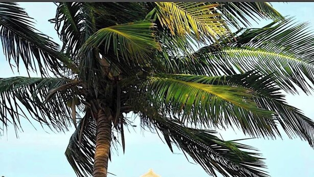 Property grounds - Oceanfront 2 bed/2 bath Velento#4, private dock/beach/pool/free paddle boards (Caye Caulker)