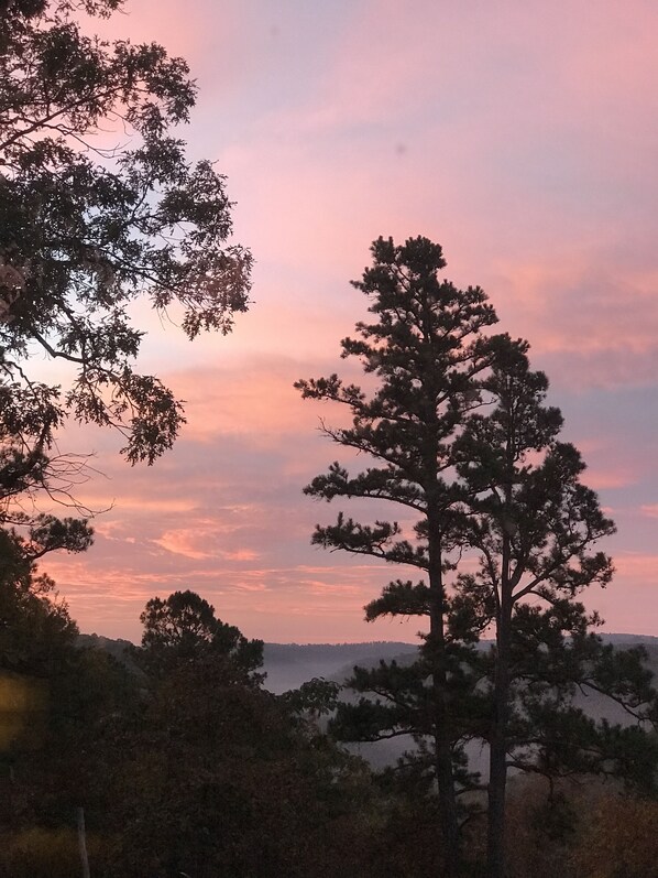 Un paisaje con un pino destacado y varios árboles más bajo un cielo rosado.