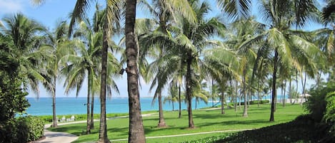 A pathway lined with palm trees leading to a beach.