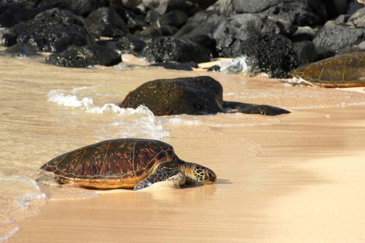 Honu is the Hawaiian word for turtle