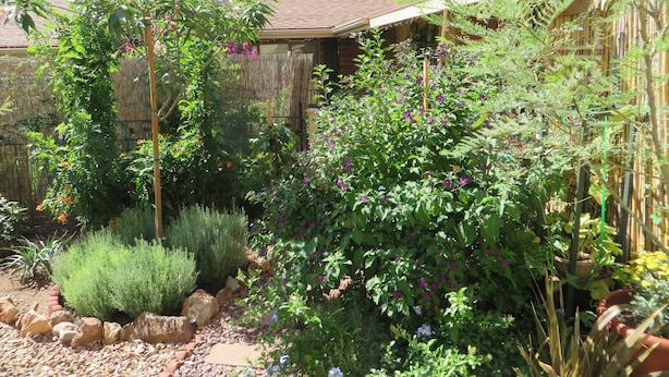 A garden with various plants and a wooden fence. - LA CASITA: Charm/Privacy, Stunning Patio, pet friendly (Bisbee)