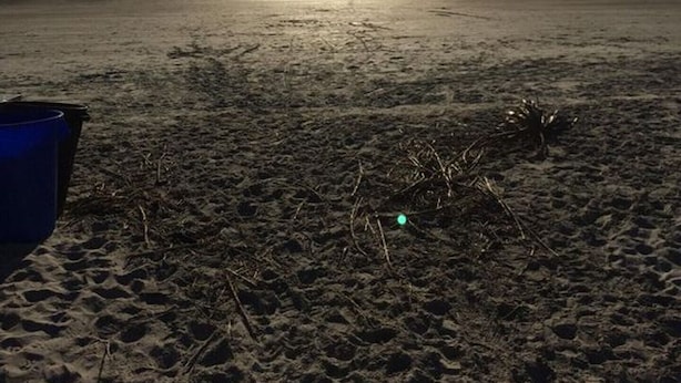 En strand med klar himmel och en sol som står lågt vid horisonten.