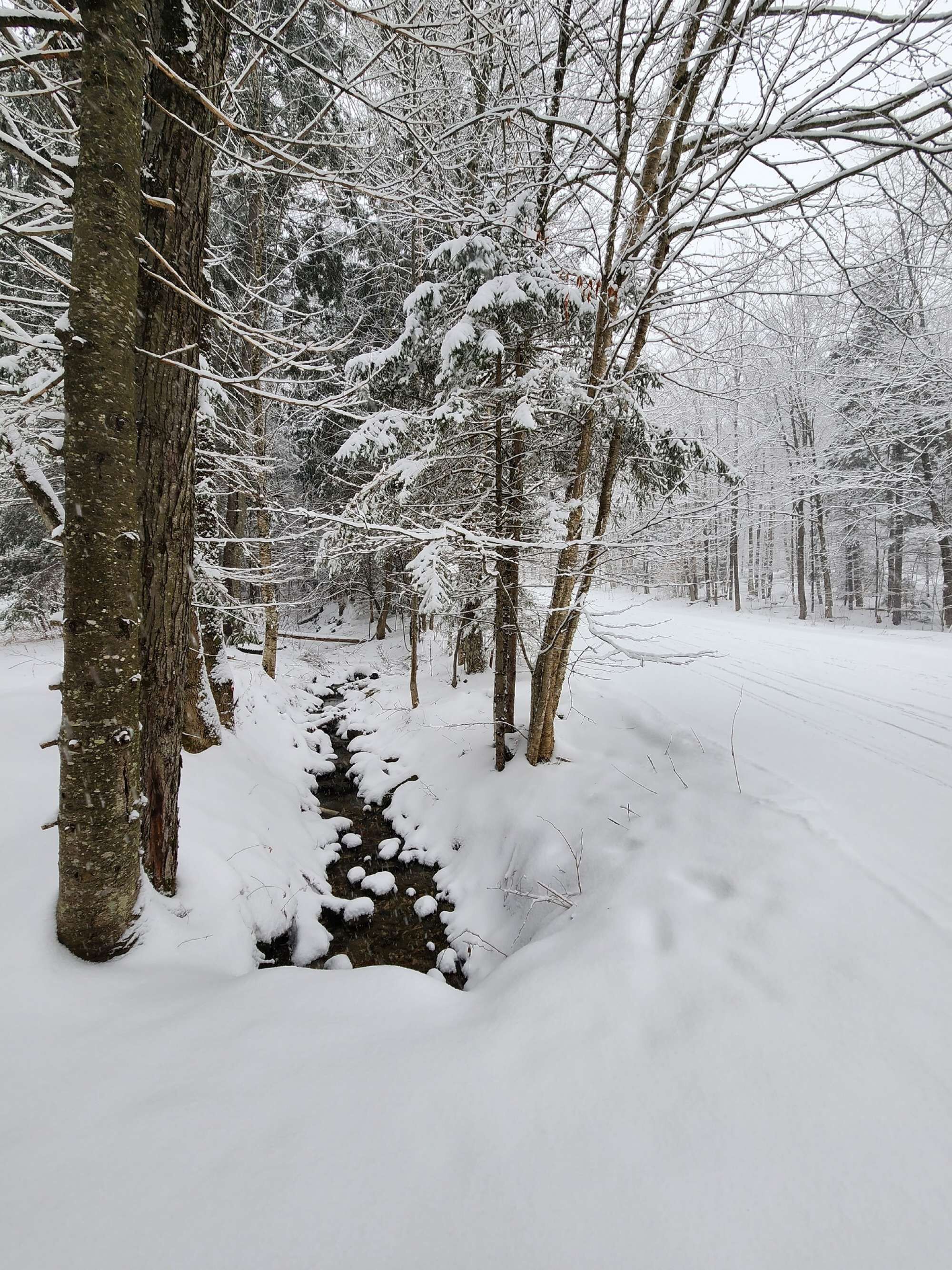 Un bosque cubierto de nieve con un riachuelo que lo atraviesa.