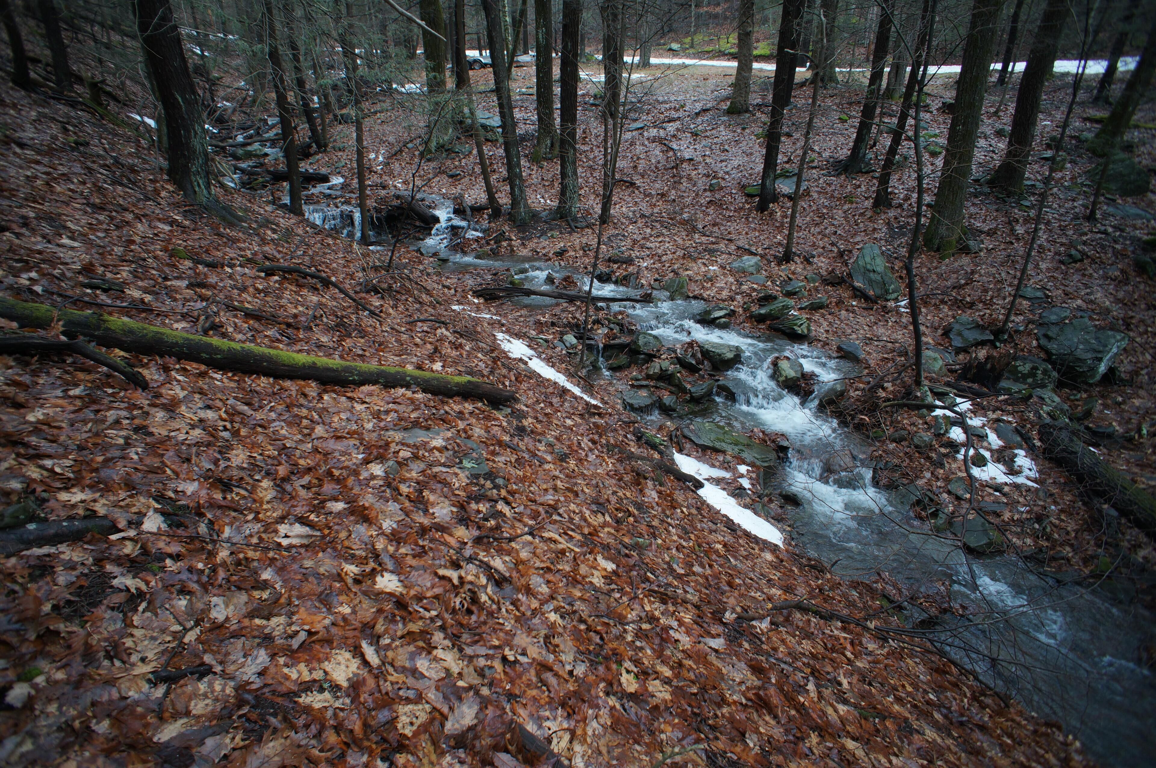 A forest stream with fallen leaves and rocks.