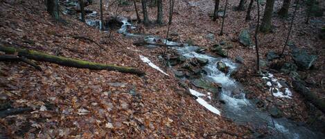 A forest stream with fallen leaves and rocks.