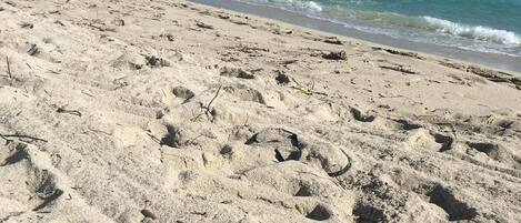 En la playa, camastros y toallas de playa