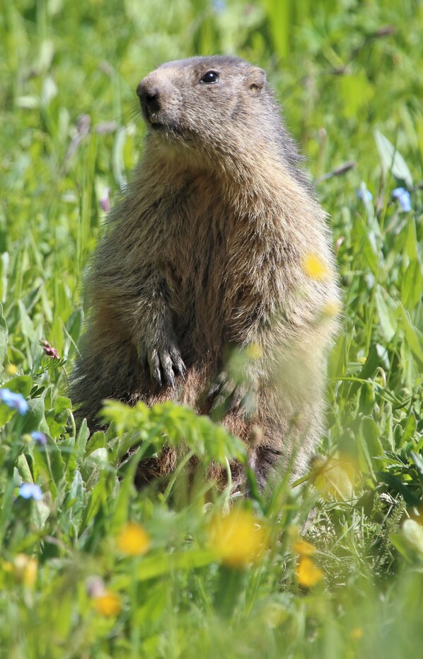 A marmot sitting in a grassy field. - Chalet - VALLOIRE (Valloire)