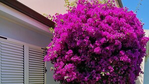 Un jardin avec un canapé en osier blanc et une grande plante en pot ornée de fleurs violettes.