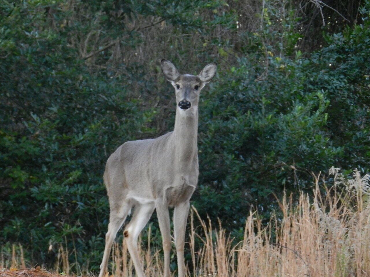 A deer standing in a natural setting with dense foliage in the background.
