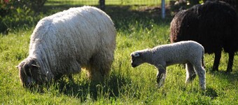 Namaste Farms Wine Country Working Wool Sheep Farm; Huvudstugan
