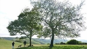 A tree-lined grassy area with a hilly landscape in the background. - Outstanding Self Catering Cottage With Beautiful Gardens (Albourne)