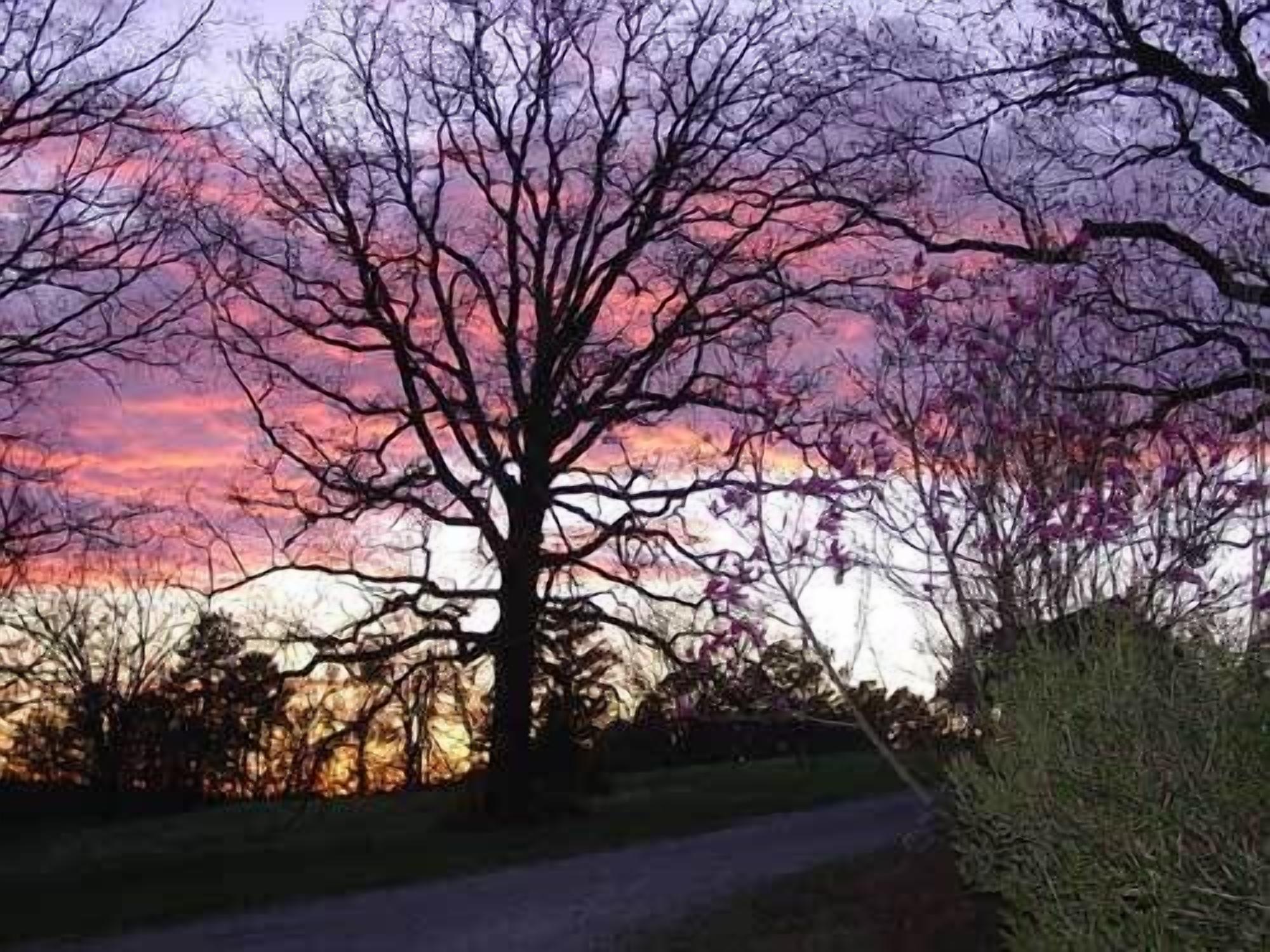 A tree with bare branches against a sunset sky.