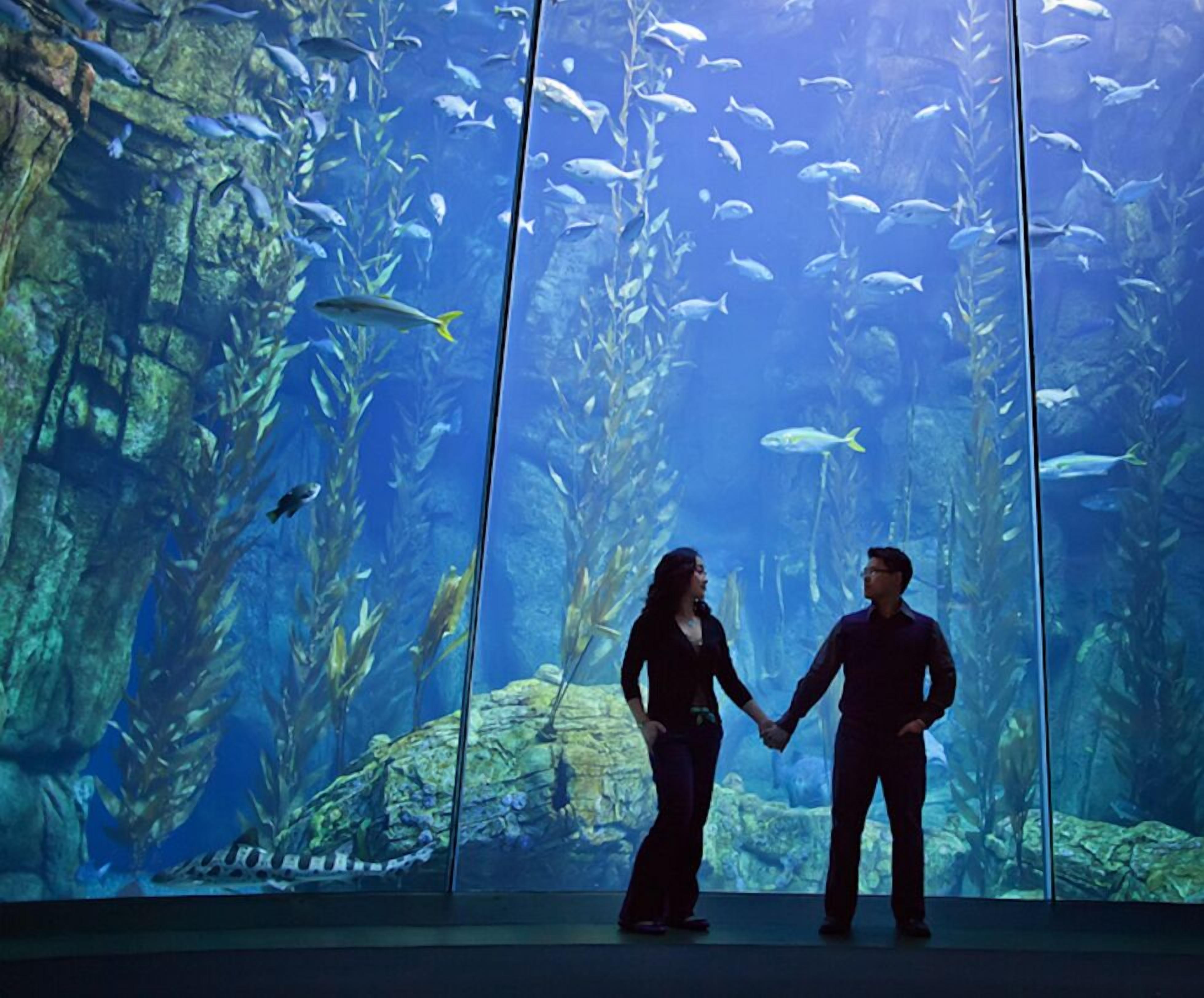 A couple holding hands in front of an aquarium with various fish species.