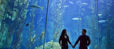 A couple holding hands in front of an aquarium with various fish species.