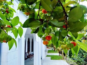 A corridor with a tree bearing green and red fruits, white walls, and a pathway.