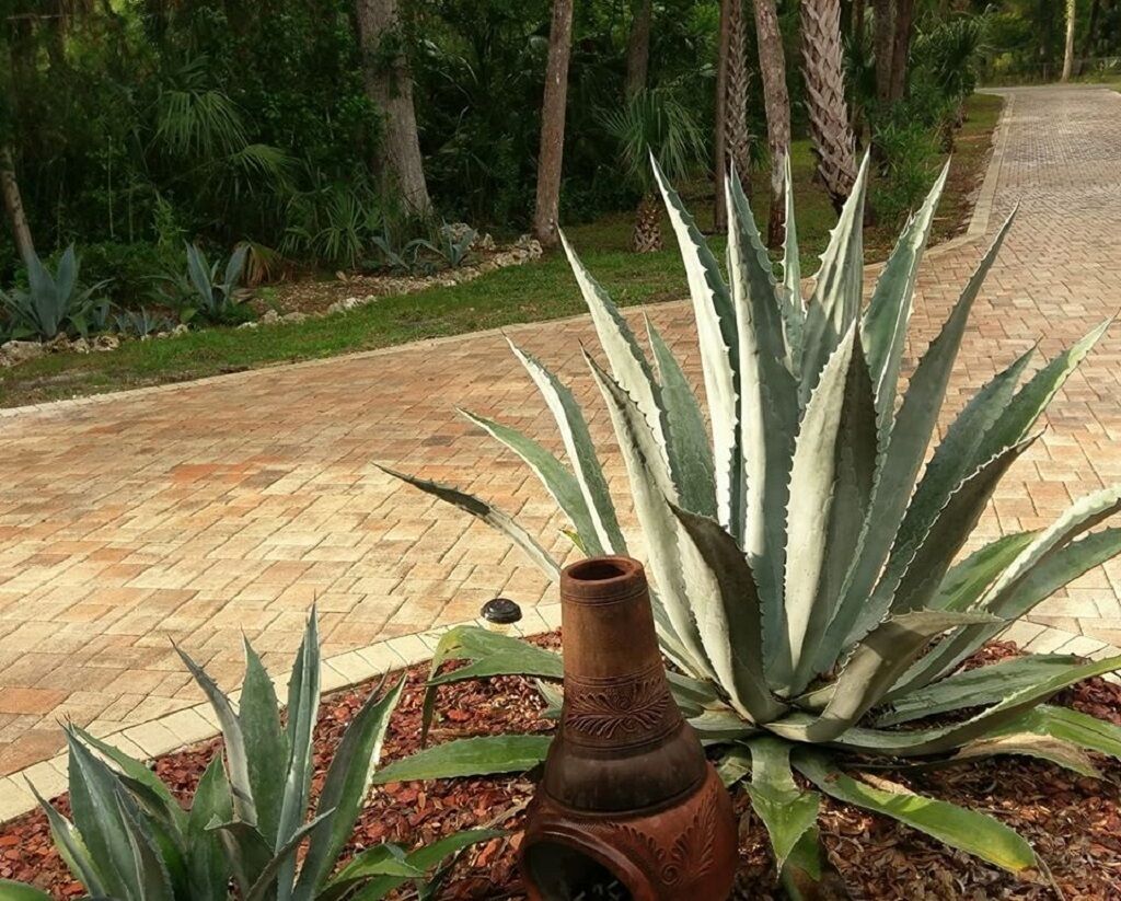 Un jardí amb plantes d'alga grossa i una gerra decorativa.