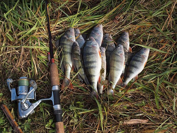Uma vara de pesca e vários peixes na grama.