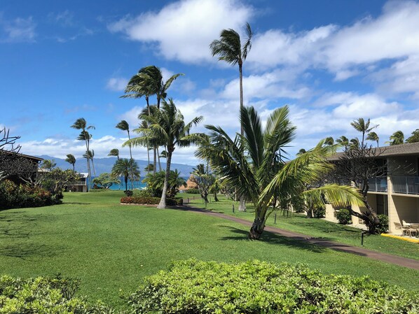 A well-maintained lawn with palm trees, a pathway, and a building with a thatched roof.