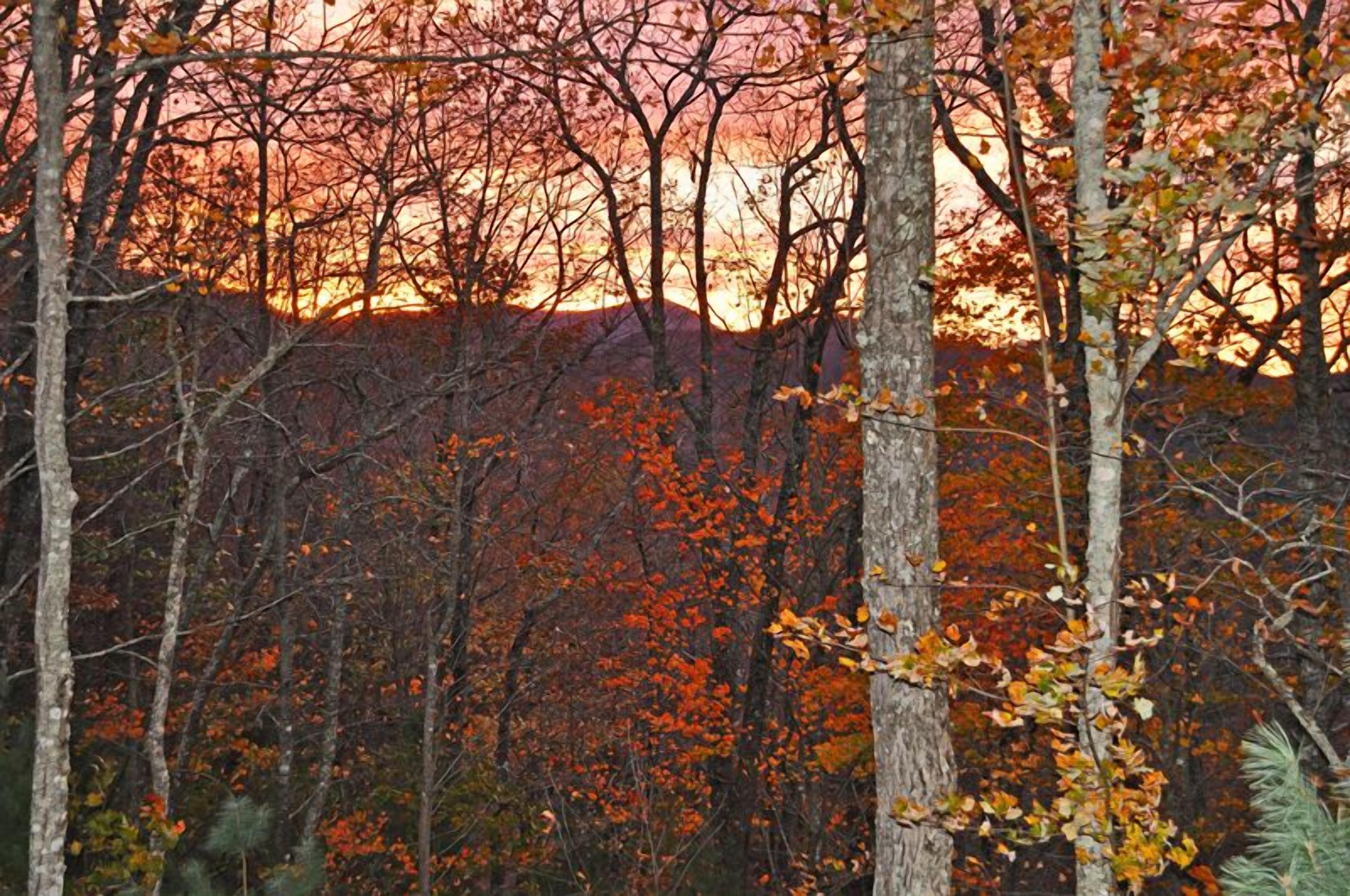 A forest with autumn foliage and a sunset in the background.