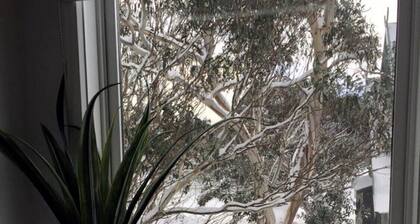 Snow Brainer-dog friendly