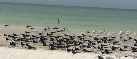 Aan het strand, ligstoelen aan het strand, strandlakens