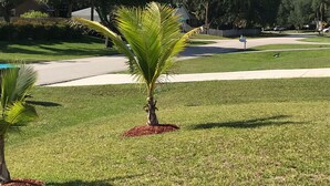 A well-maintained grassy area with a small palm tree in the center, surrounded by a fence and a road in the background.